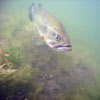 Largemouth bass (male defending nest), Felt Reservoir, 8 May 2007