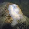 Sponge, San Francisquito Creek (lunar rocks) 24 July 2006