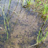 Western toad tadpoles, near SLAC, 29 March 2006