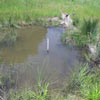 Lower foothills, seasonal wetlands (pond 3), 9 May 2006