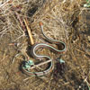 San Francisco garter snake