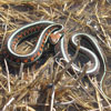 San Francisco garter snake