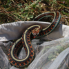 San Francisco garter snake from Lagunita, 3 July 2009